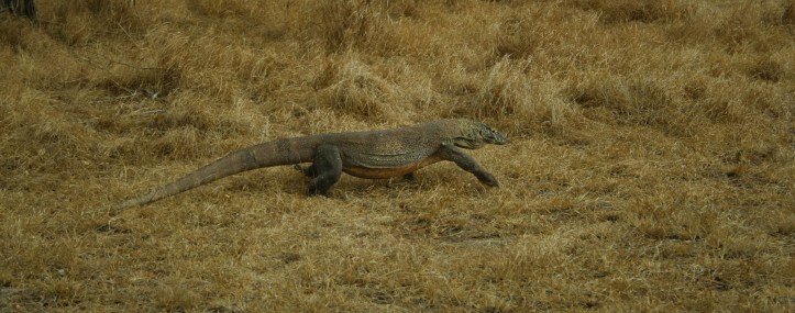 komodo menuju savana