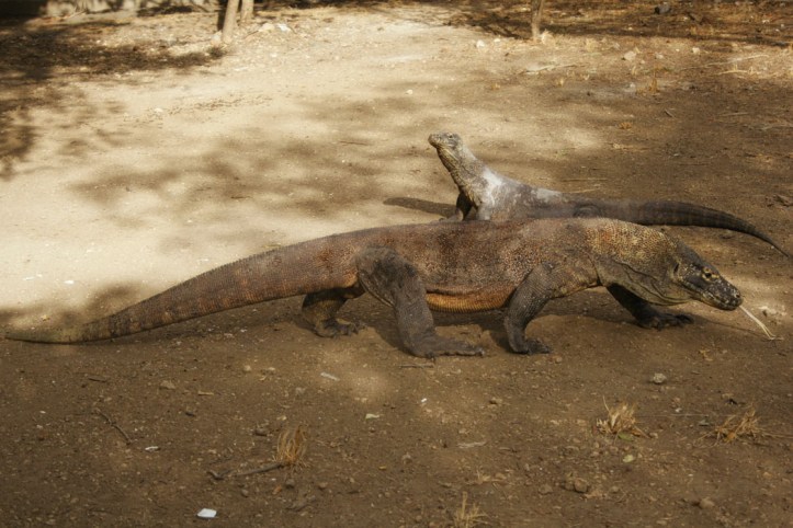 komodo lainnya ikutan bertandang