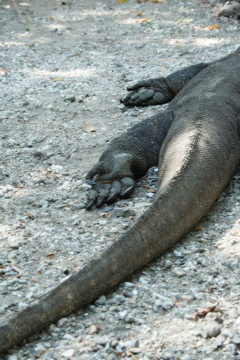 lihat kukunya yang hitam hehe