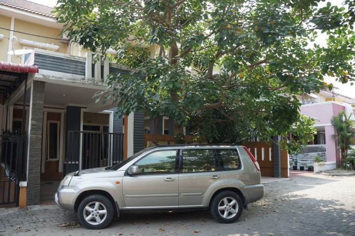 Matt paling suka pohon jack fruits depan rumah kita itu. Kita sering liat burung, kupu2 atau kelelawar :)