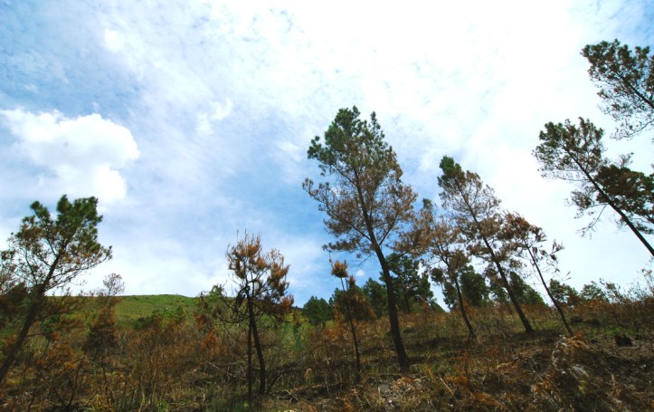 sebagian hutan pinus yang dibakar :(