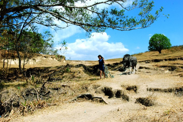 dari desa, pulang sekolah dan harus menggembalakan kerbau