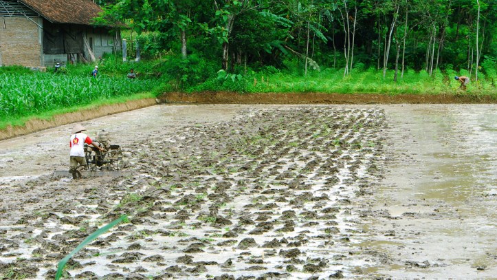 sawah di kampung soran
