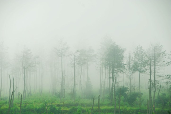 hutan di Merapi