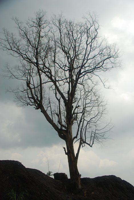 pohon mati karena panasnya letusan Merapi