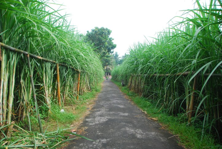 kebun tebu