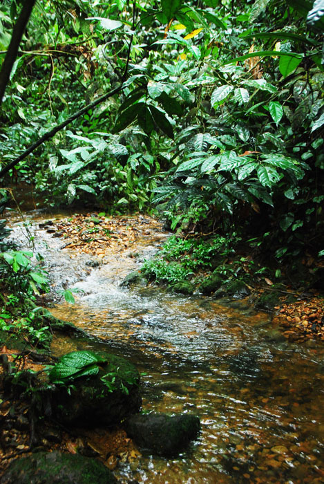 aliran sungai kecil yang airnya manis banget