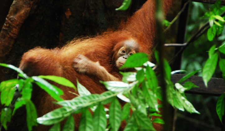 salah satu bayi orang Utan di hutan Leuser