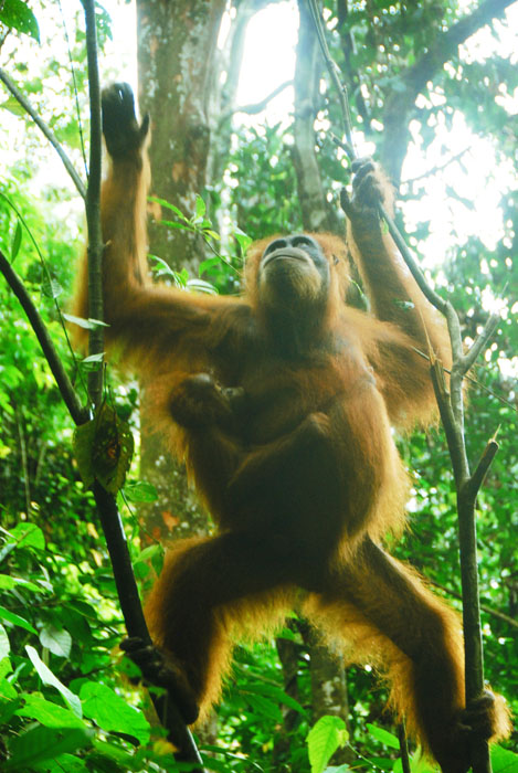 OU yang sedikit agresif. pas liat dikasih makan, kita gak bisa diem karena takut di cakar hahaha