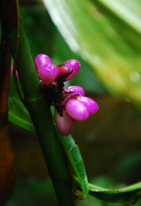 gak tau namanya tapi rasanya sepat kayak sawo mentah
