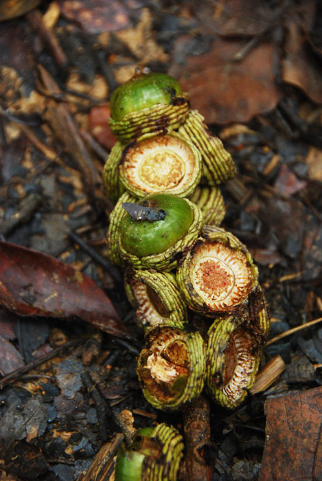 salah satu makanan oU