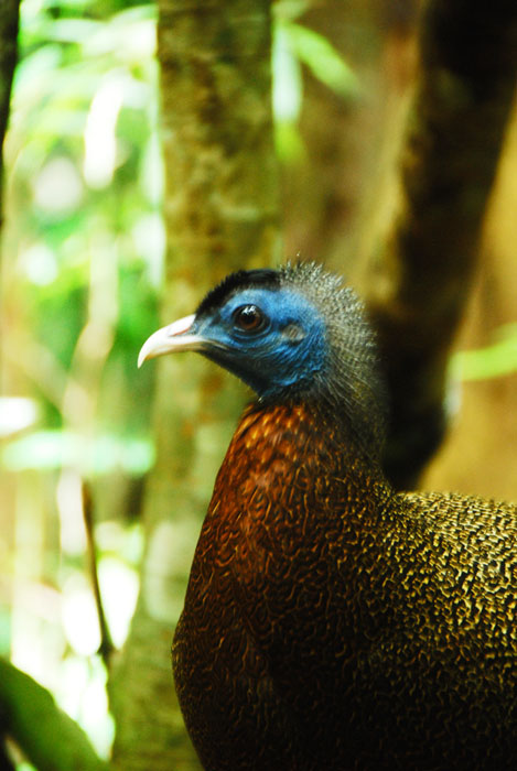burung UWA. mirip kasuwari, kalau ada betinanya maka kita bisa nonton burung ini dance sampe ekornya kebuka lebar banget. keren deh. Saya nungguin 1 jam ehhh betinanya gak nongol
