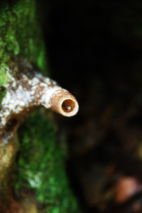 maduuuuuuuu. kalo udah penuh bakalan ada beruang yg nyolong madunya hehehe