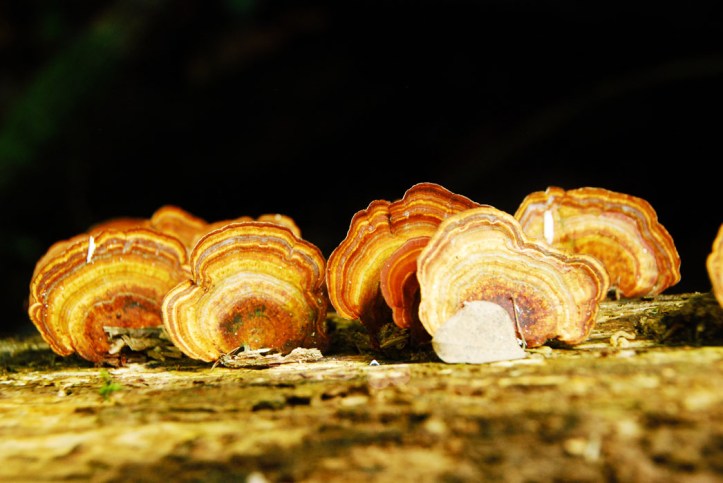 macem2 jamur dihutan