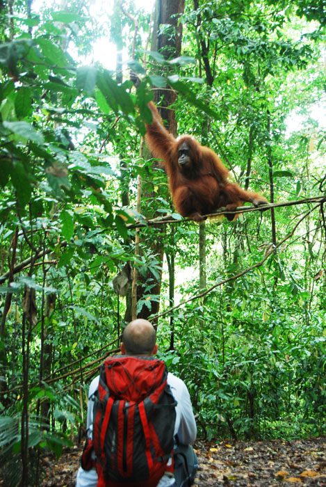 sandra, OU ini hamil sekitar 7 atau 8 bulan. Dia terbiasa liat turis jadi rada2 berani deket gitu. pas si matt liat foto ini dia ngamukkkkk banget karena seharusnya jarak aman adalah 10 M