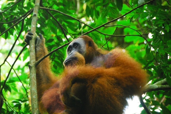 OU jantan, bedain jantan betina selain dari kemaluannya adalah bentuk pipi dan janggut :)