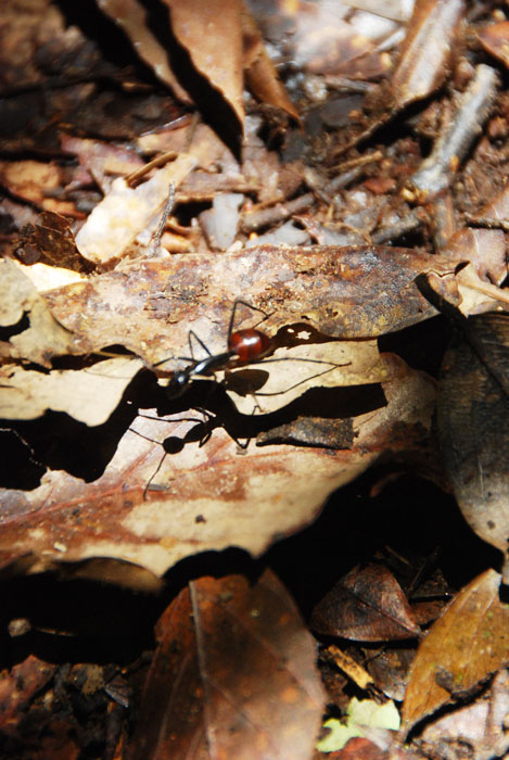 semut gajah. bentuknya emang gede banget. jantan biasanya tidak menggigit tapi yang betina duh galak banget. CMIIW ya :)