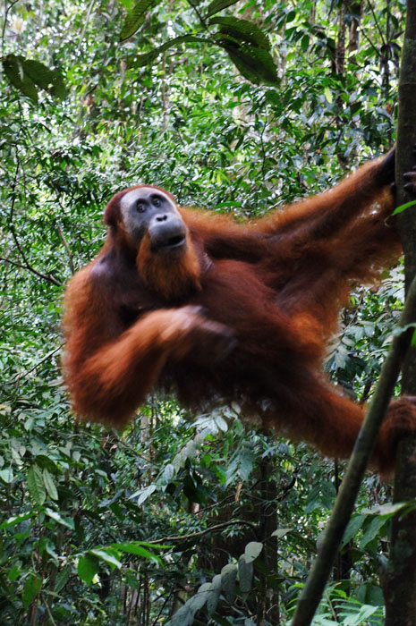 Orangutan Jantan