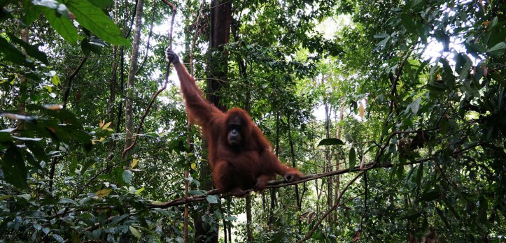 sandra yang sedang hamil 7-7,5 bulan