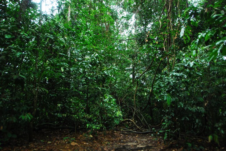 hutan Bukit Lawang