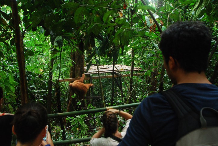 tempat feeding yang sekarang. Kita pikir dia bakalan nongkrong di papan itu ternyata itu hanya harapan kita hehe
