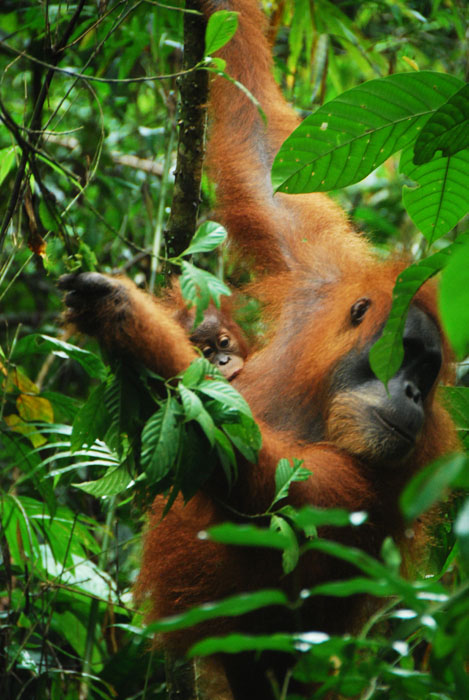 OU betina dengan bayinya