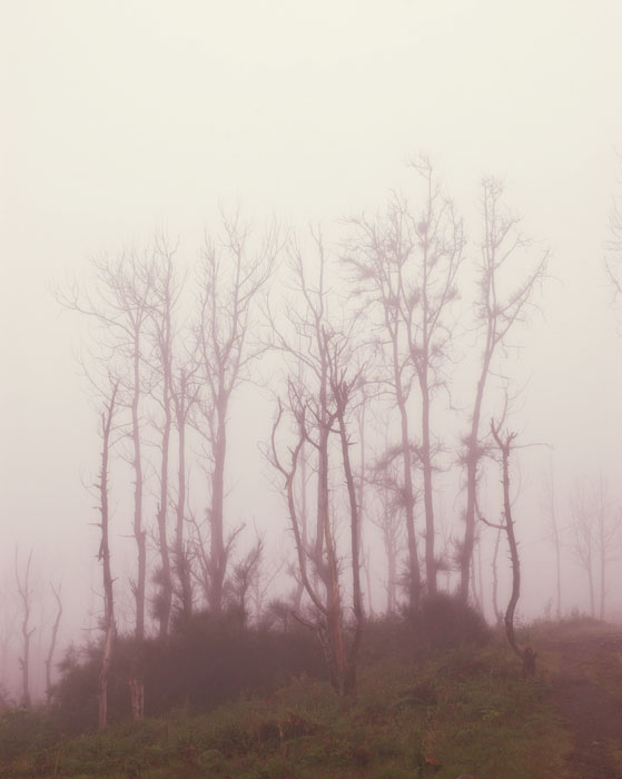 the fog3