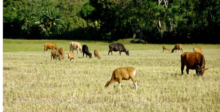 salah satu padang rumput yang penuh kuda :) super cool