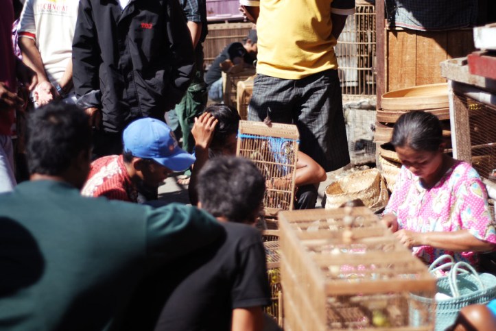 Ada juga yang main Jud$ burung kali ya