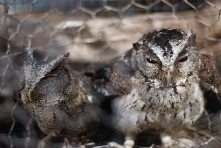 Burung Hantu ngantuk