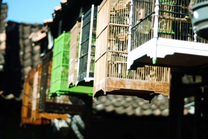 deretan sangkar burung