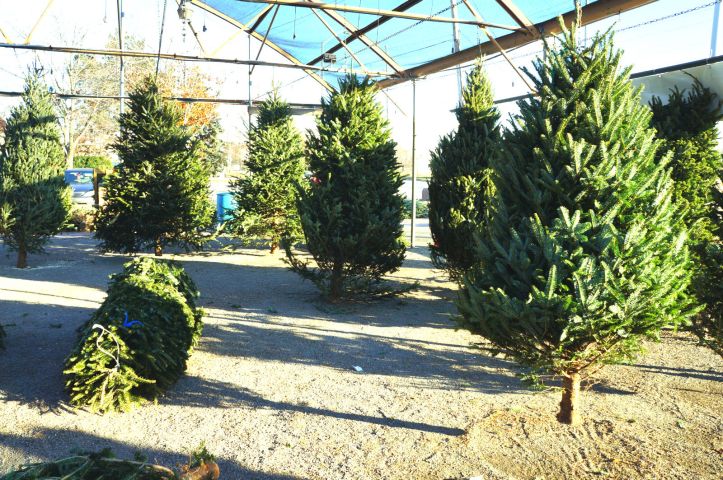 pohon-pohon yang dijual