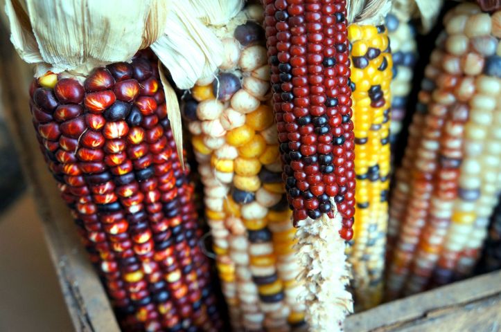 untuk makanan burung sih katanya tapi koq lucu banget warna jagungnya