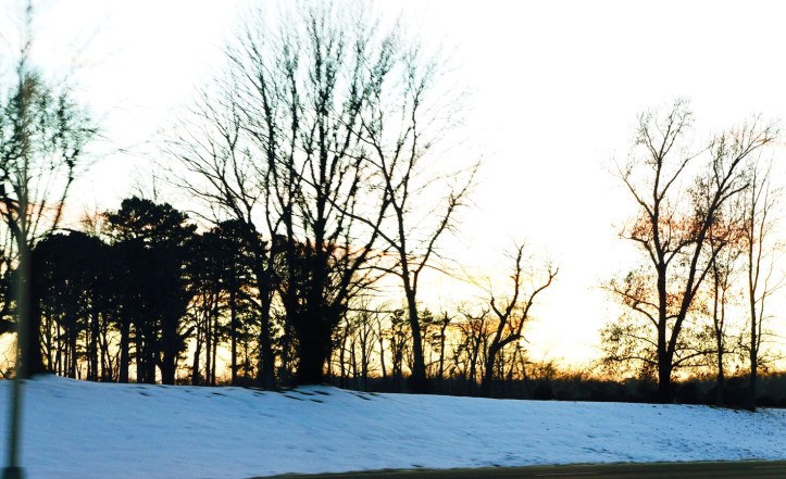 matahari sore dari sela-sela ranting pohon