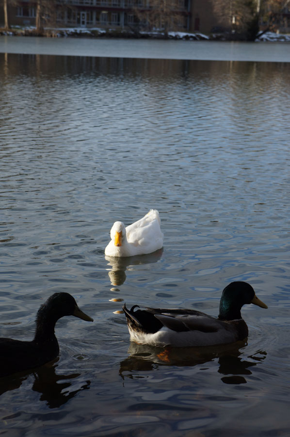 buanyak banget nih bebek ama angsa di danau