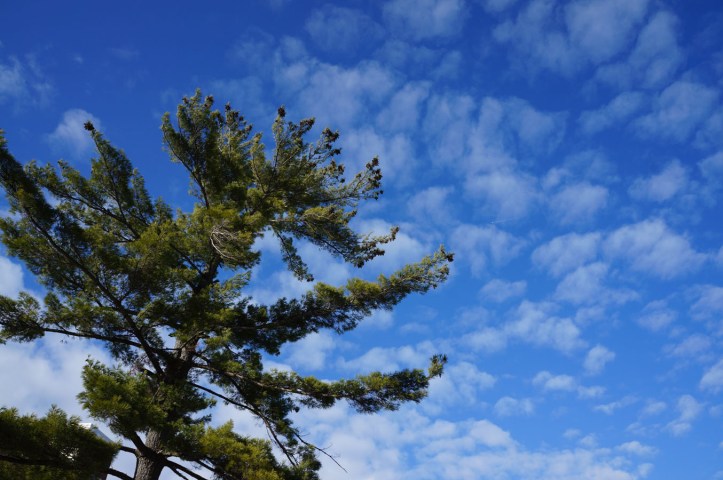 masih ada yang hijau