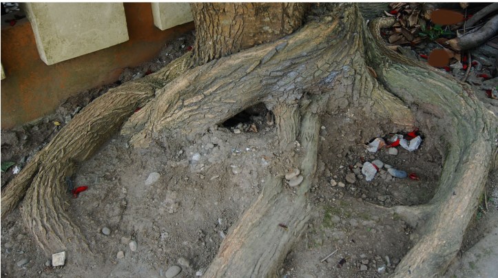 Si Akar yang mulai cari gara-gara huhu