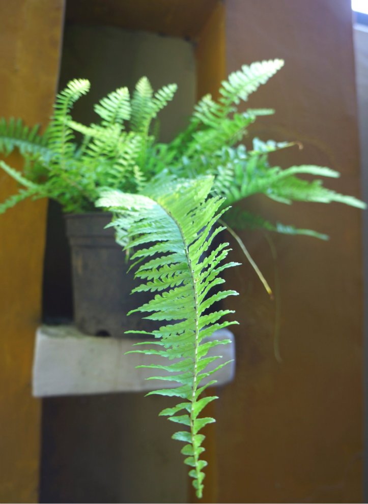 Pakis di halaman rumah saya