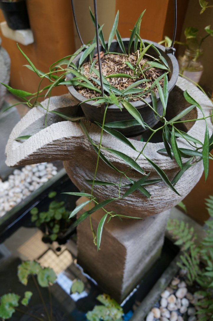 Gak tau namanya bunga apa