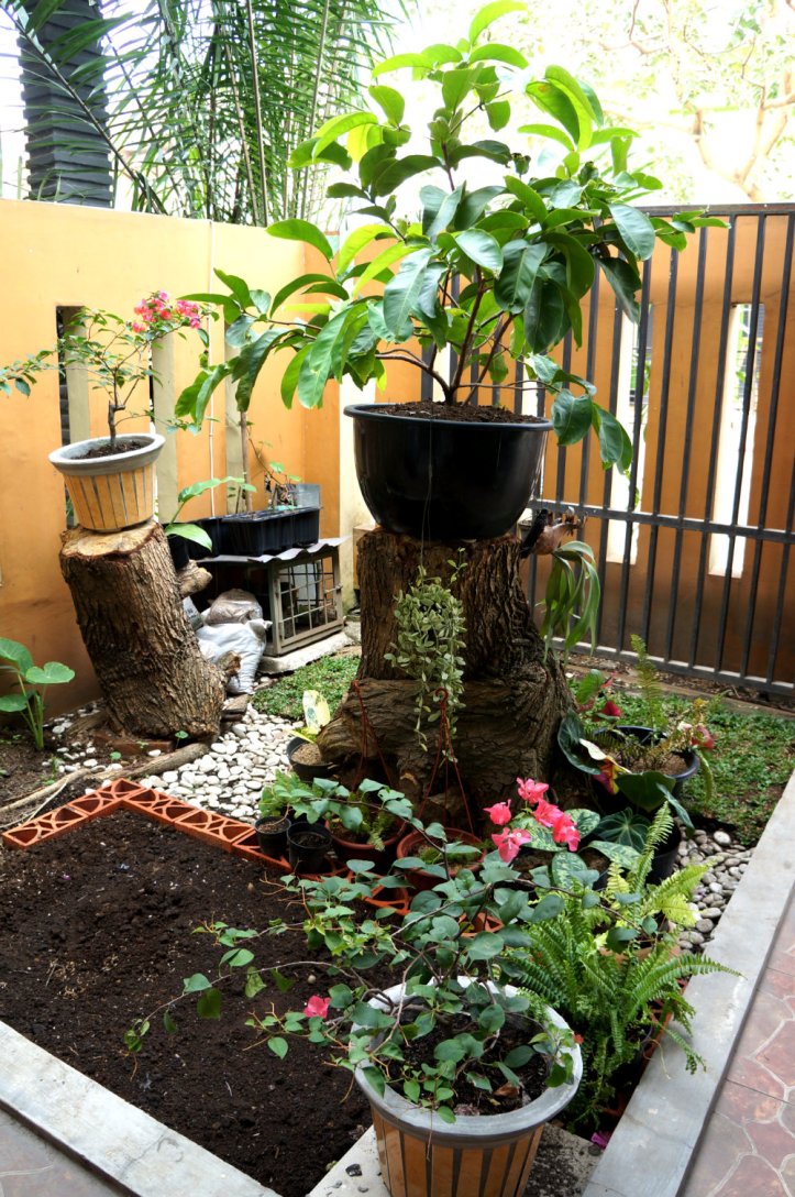 Halaman depan rumah 1 minggu yang lalu, sekarang udah agak berubah karena ada pendatang baru haha