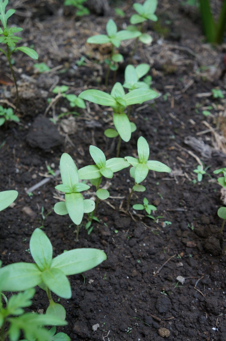 2 minggu lalu bibit bunga kertas bermunculan