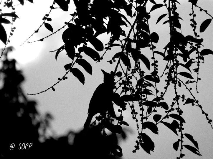 Menjelang malam, ada burung disana