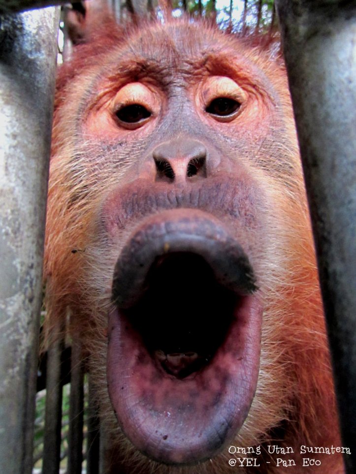 Orang Utan Sumatera