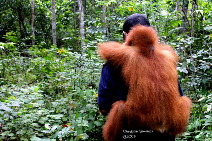 Cobaa.....gimana gak hangat ngeliat ini? OU ini baru datang ke karantina karena harus dibantu