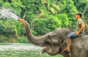 pic dari vesswic.com