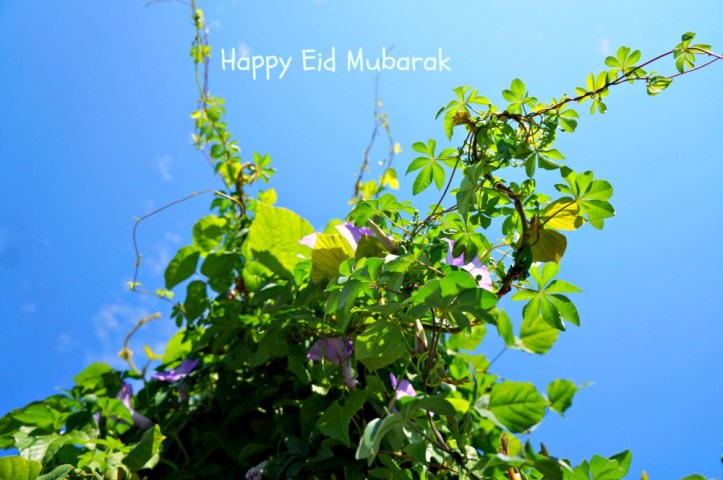 semak liar di belakang rumah ortu