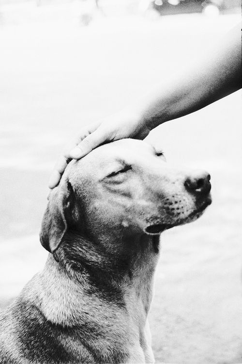 Found on flickr.com cythia rose (pinterest)