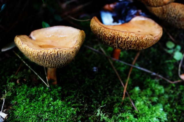 Jamur di bawah pohon