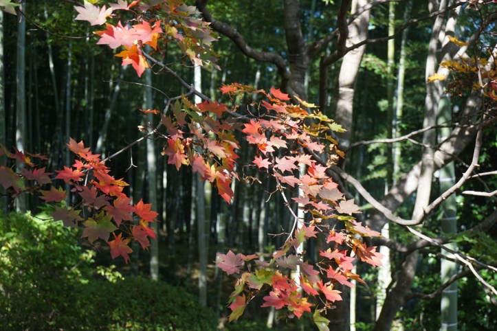 “I want to say something so embarrassing about September that even the leaves start blushing and turning red.”  ― Jarod Kintz autum in Kyoto