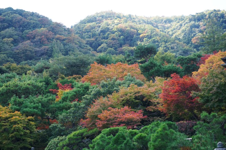 Memang belum semuanya merah tapi........yang begini aja udah sempurna, kan :) Alam selalu kasih kita kejutan, apapun musimnya.